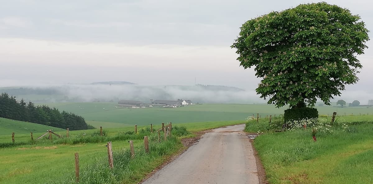 Een smal landweggetje tussen weiden loopt naar een boerderij, met mist in het dal en rechts een grote kastanjeboom in bloei.
